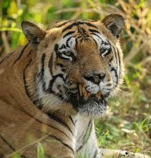 chota matka in tadoba