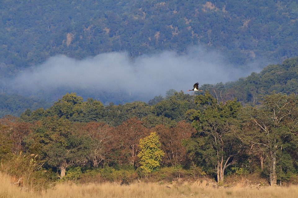 Image credit: Corbett Black Stork India Misty Forest via Google Photos