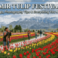 Kashmir Tulip Festival 2026