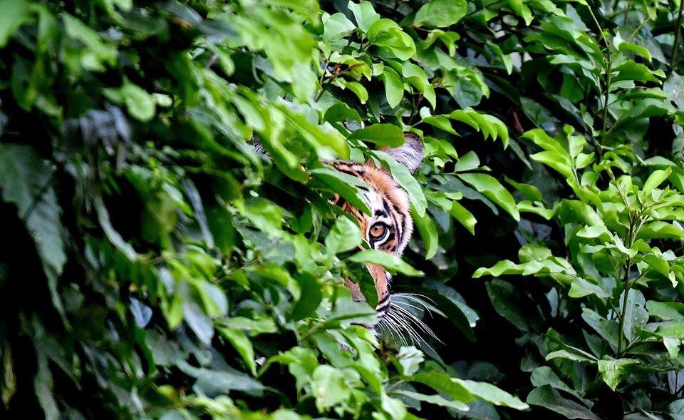 Image credit: Tree of Life Hotels and Resorts via Google Photos