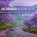 munnar jacaranda bloom 2026