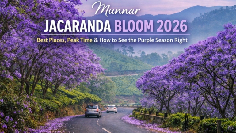 munnar jacaranda bloom 2026