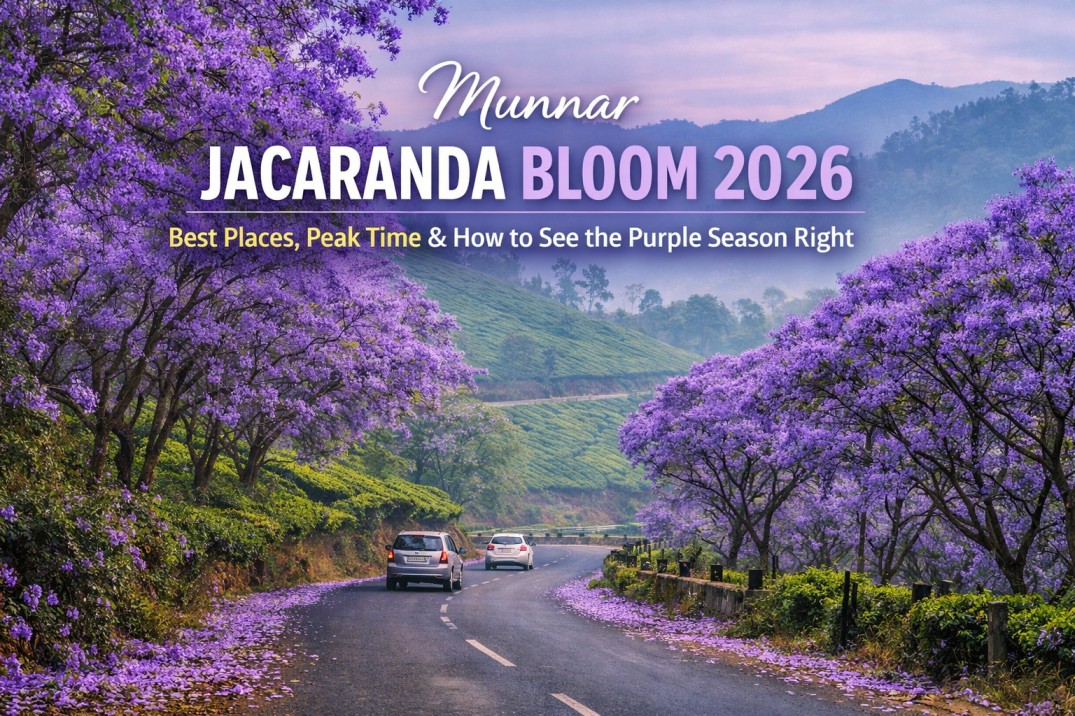 munnar jacaranda bloom 2026