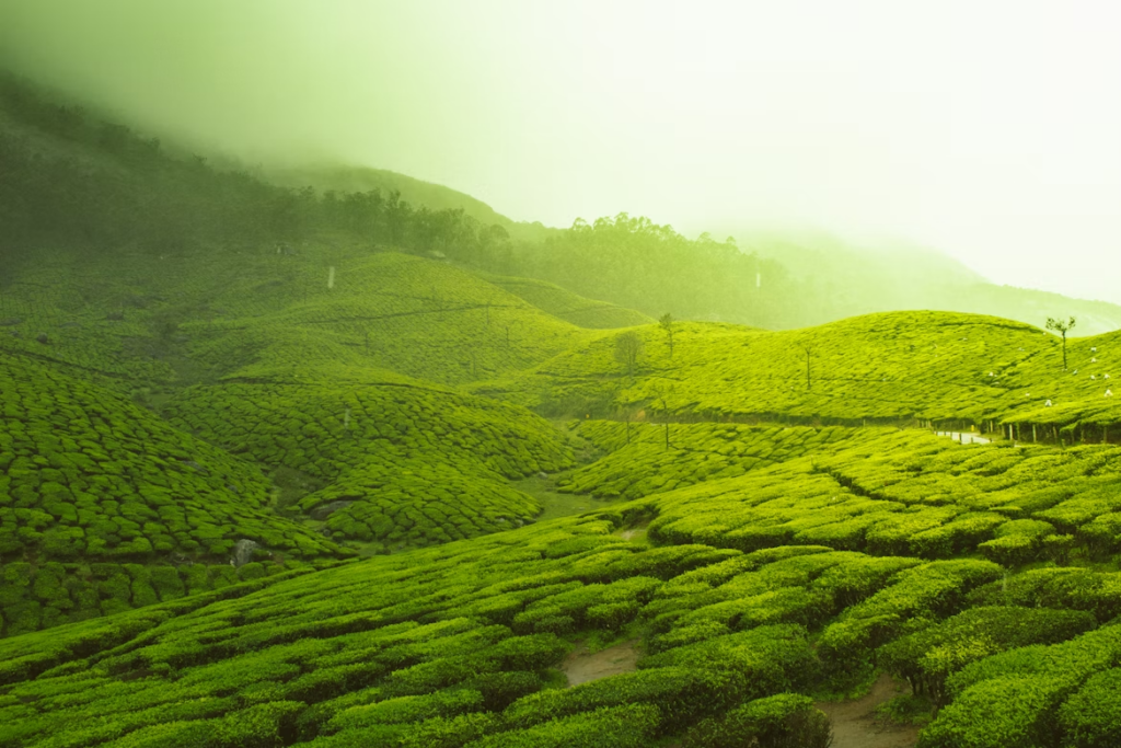 Munnar- best place to visit March for Families