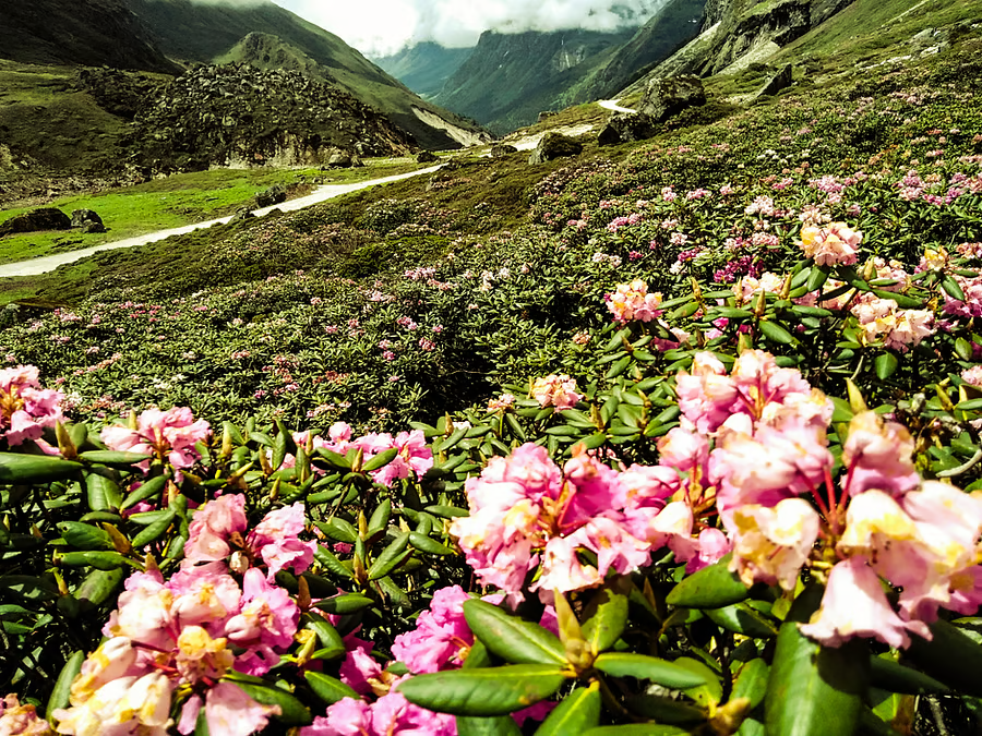 dentam rhododendron festival sikkim 2026