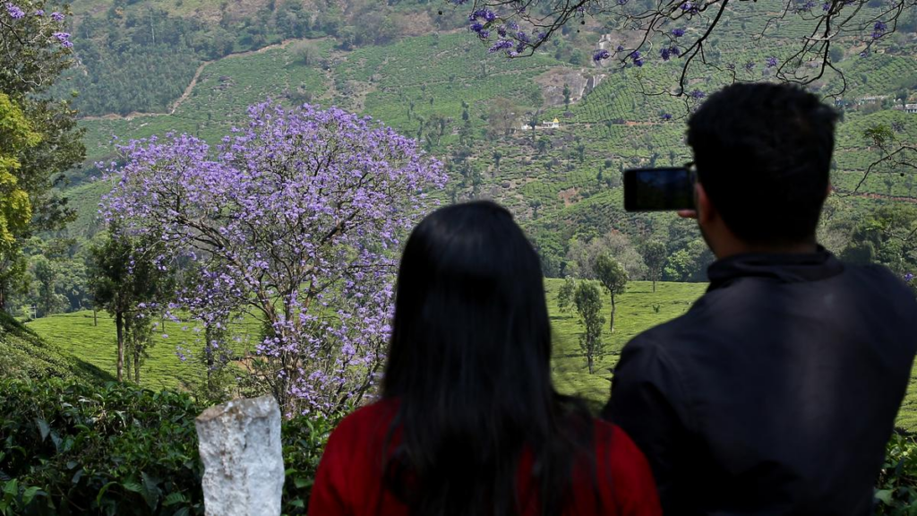 munnar jacaranda bloom in 2026