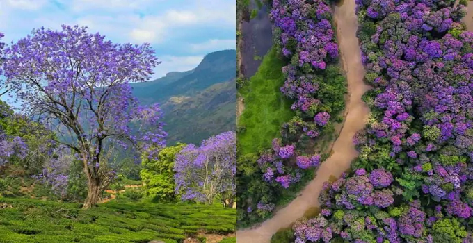 munnar in april 2026