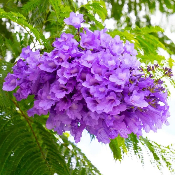 jacaranda bloom in munnar