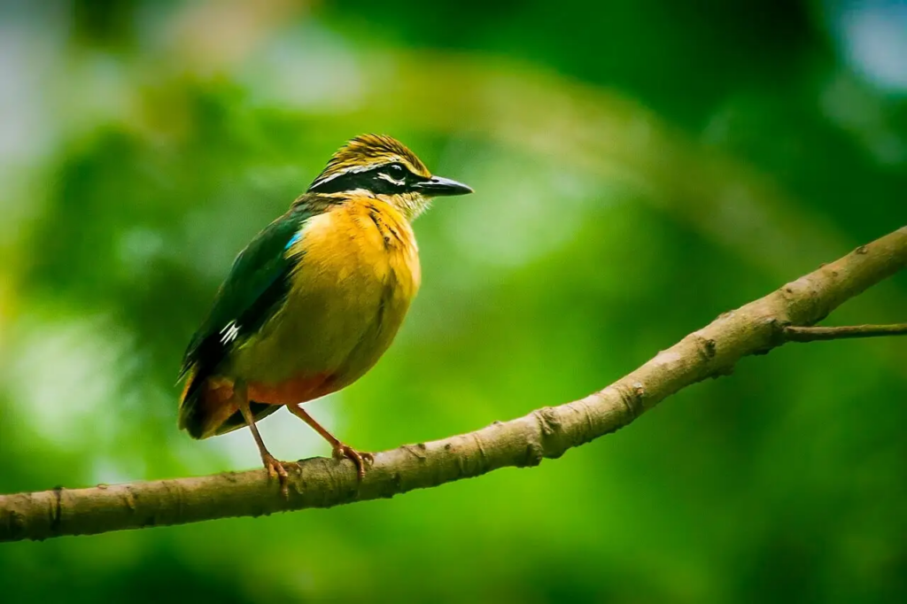 indian pitta in Jim Corbett bird watching April