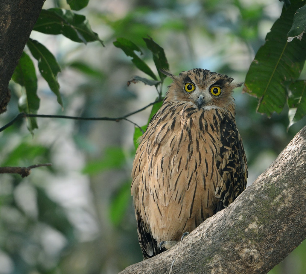 Tawny Fish Owl - Jim Corbett bird watching April