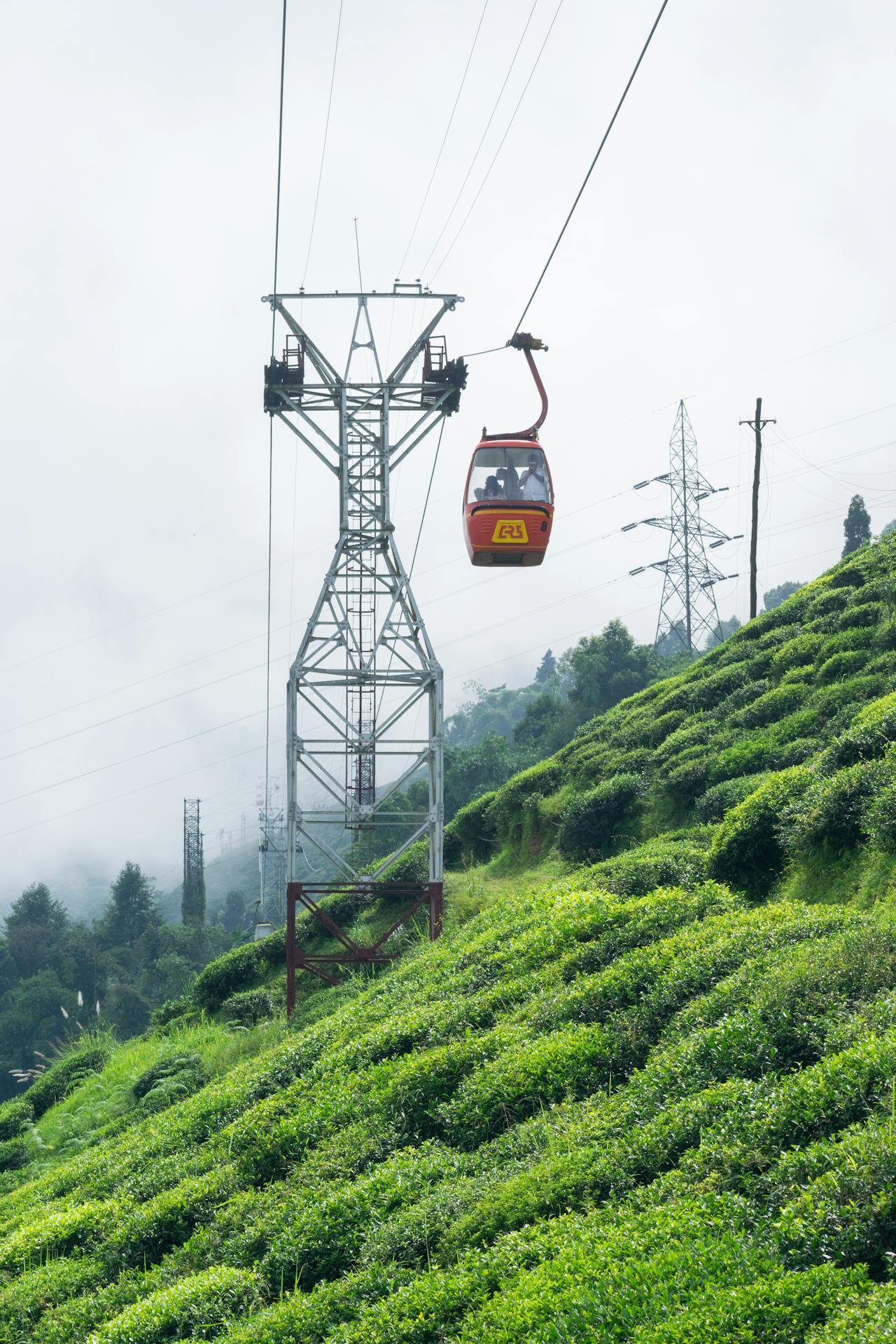 Darjeeling tea gardens with mountain panorama