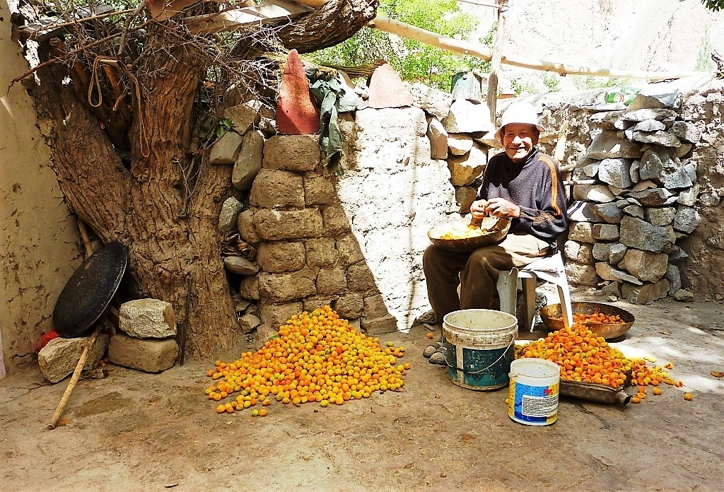 ladakh apricot blossom festival in may