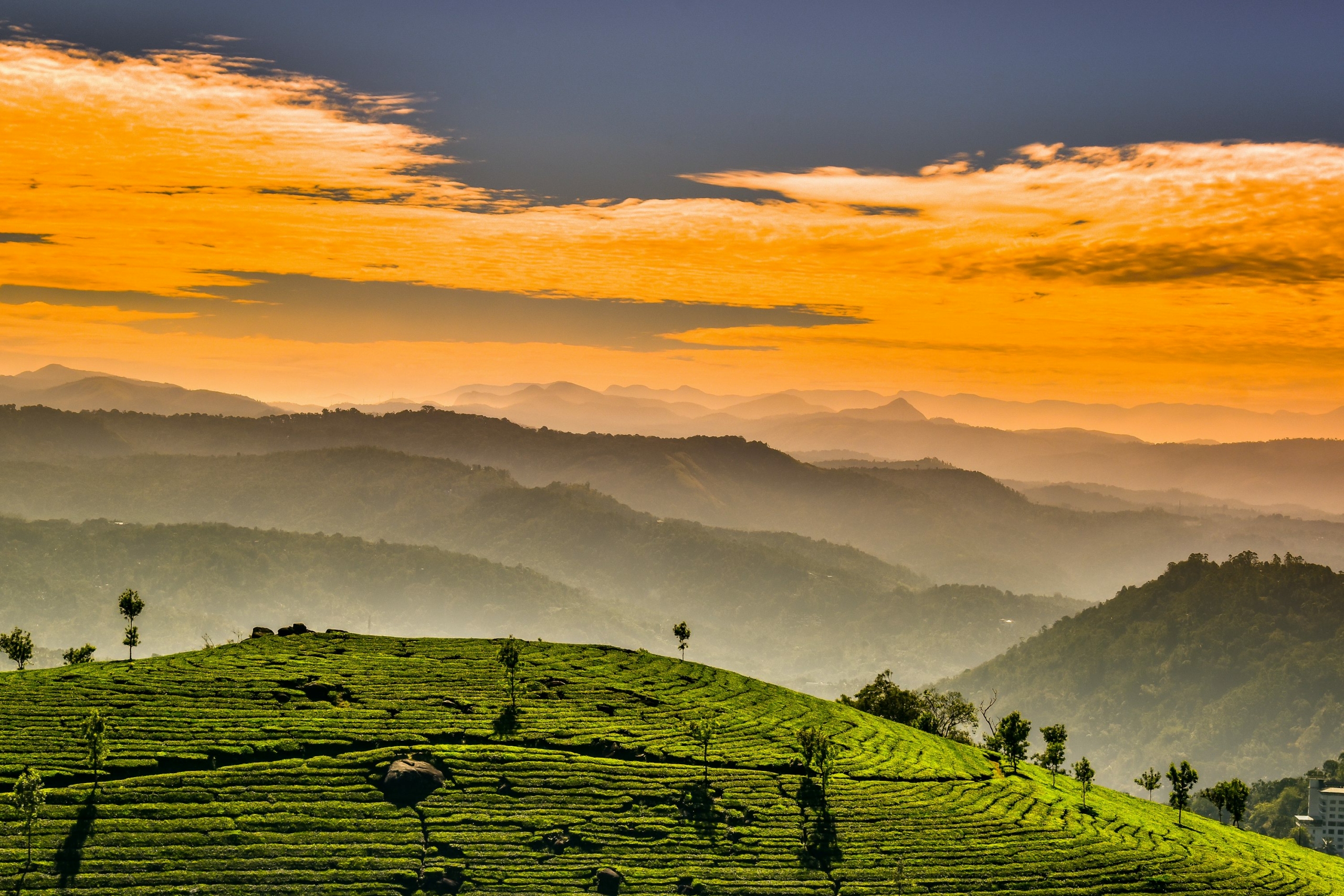 Layered Nilgiri tea estates near Coonoor rising into low cloud cover, May 2026