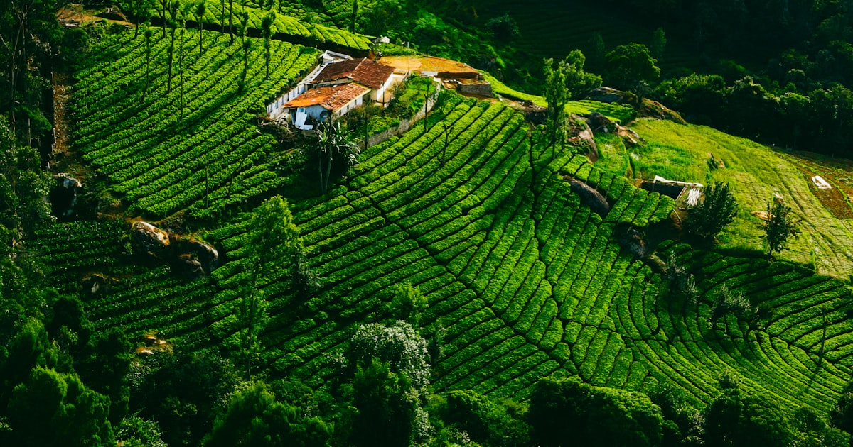 Government Botanical Garden Ooty surrounded by Nilgiri forested slopes during summer — the venue of the Ooty Flower Show 2026.