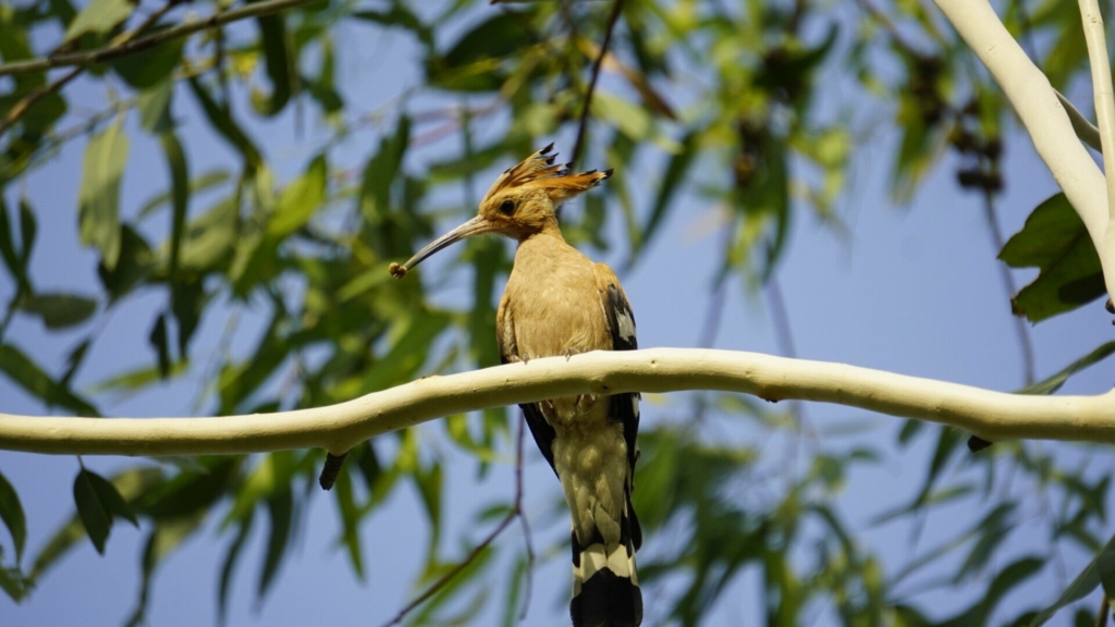 bird watching at jim corbett