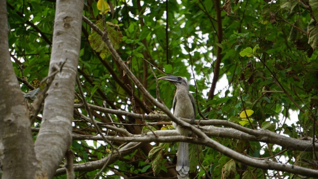 bird watching in jim corbett national park