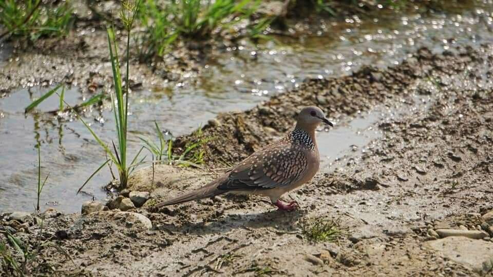 bird watching in jim corbett national park