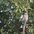 Bird Watching in Jim Corbett in 2026