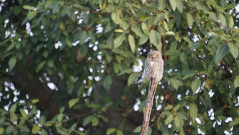 Bird Watching in Jim Corbett in 2026