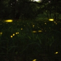 Purushwadi fireflies festival