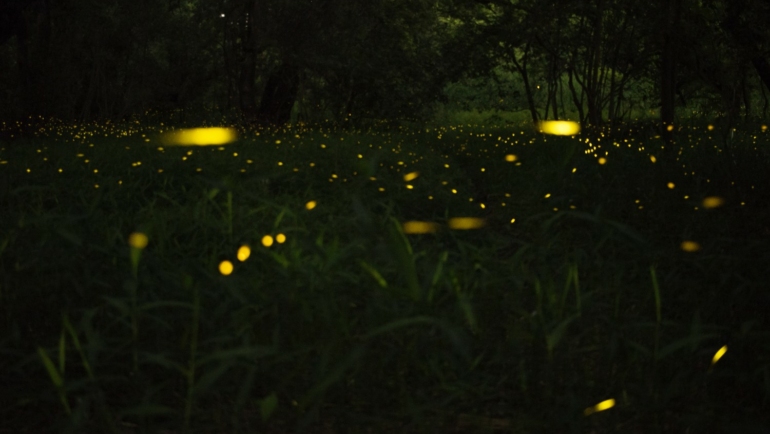 Purushwadi fireflies festival