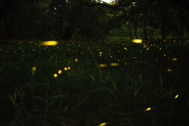 Purushwadi fireflies festival