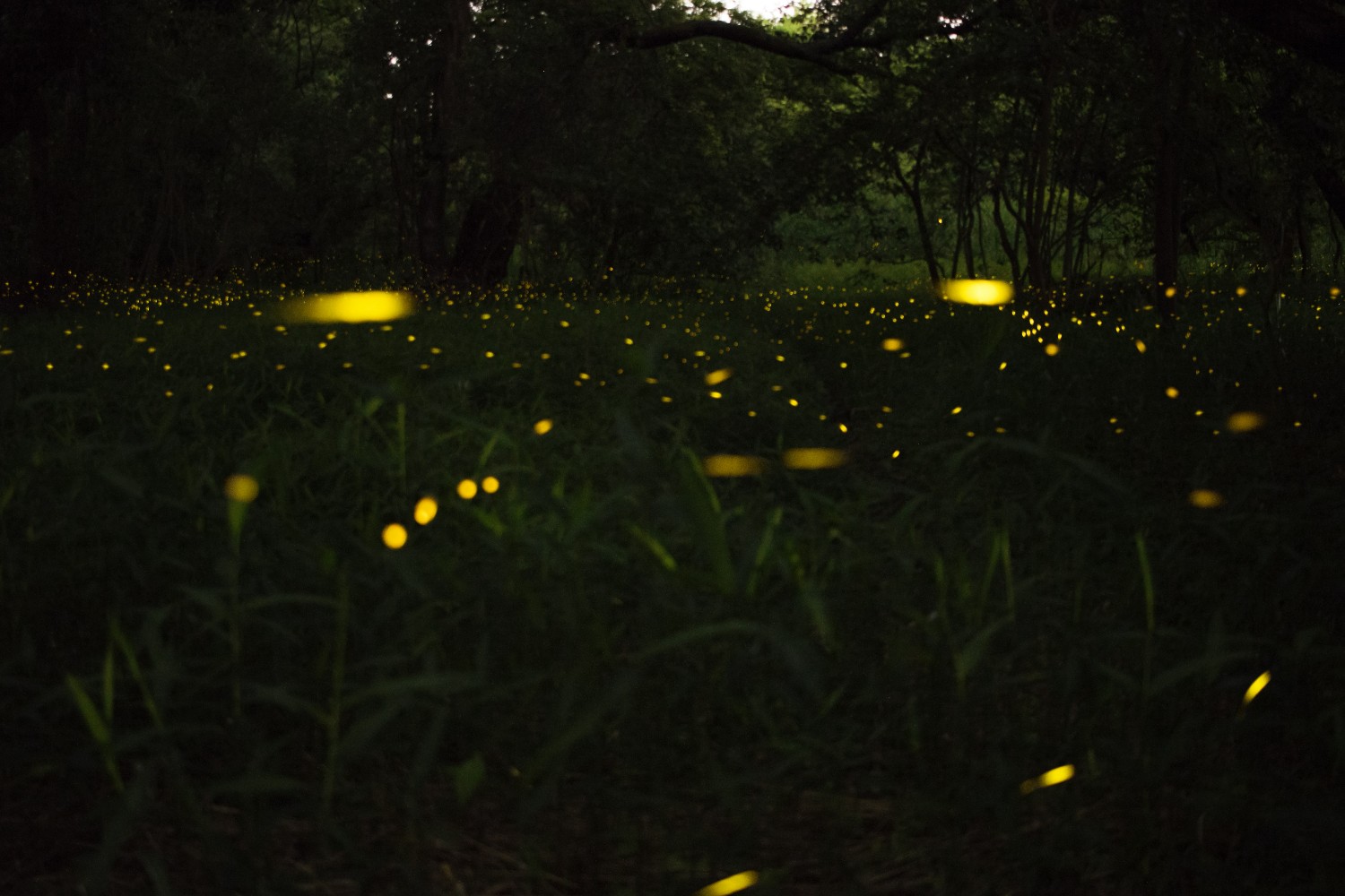 Purushwadi fireflies festival