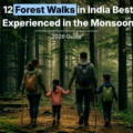 monsoon forest walks in India